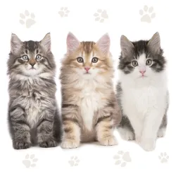 Gatto Tre Bellissimo tovagliolo confezione da 20, 33x33 cm